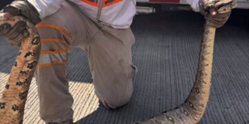 Encuentran boas en viviendas y activan operativo ¿Qué ocurrió?
