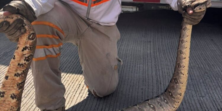 Encuentran boas en viviendas y activan operativo ¿Qué ocurrió?