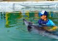 Profepa mantiene custodia de nueve delfines tras clausura de delfinario en 2025