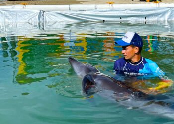Profepa mantiene custodia de nueve delfines tras clausura de delfinario en 2025