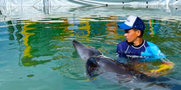 Profepa mantiene custodia de nueve delfines tras clausura de delfinario en 2025