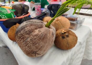 ¿Sin plan el fin de semana? Vive la Feria del Coco en Chetumal: sabor, cultura y tradición