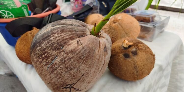 ¿Sin plan el fin de semana? Vive la Feria del Coco en Chetumal: sabor, cultura y tradición