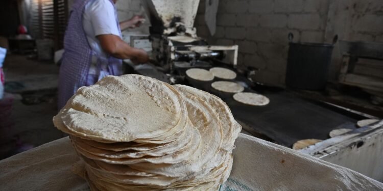 ¿Subirá el precio de la tortilla? Sheinbaum descarta alza