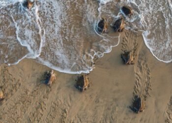 Conanp denuncia saqueo de nidos de tortuga en santuario de Oaxaca