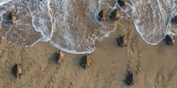 Conanp denuncia saqueo de nidos de tortuga en santuario de Oaxaca