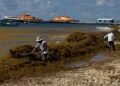 Cinco playas de Cancún, en semáforo rojo por sargazo; van más de 30 mil toneladas recolectadas