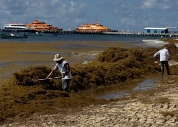 Cinco playas de Cancún, en semáforo rojo por sargazo; van más de 30 mil toneladas recolectadas