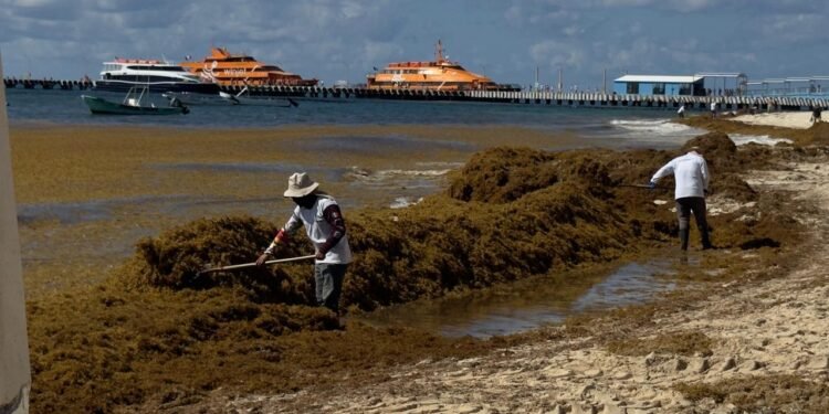 Cinco playas de Cancún, en semáforo rojo por sargazo; van más de 30 mil toneladas recolectadas