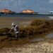 Cinco playas de Cancún, en semáforo rojo por sargazo; van más de 30 mil toneladas recolectadas