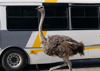 ¡México supera otra vez a la IA! Resguardan a avestruz que escapó y corrió entre autos en Tepotzotlán