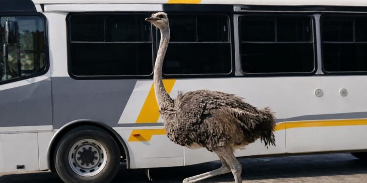¡México supera otra vez a la IA! Resguardan a avestruz que escapó y corrió entre autos en Tepotzotlán