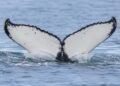 Ballenas rompen récord y aparecen entre Brasil y Australia; científicos buscan respuestas