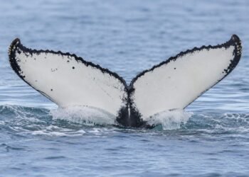 Ballenas rompen récord y aparecen entre Brasil y Australia; científicos buscan respuestas