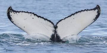 Ballenas rompen récord y aparecen entre Brasil y Australia; científicos buscan respuestas
