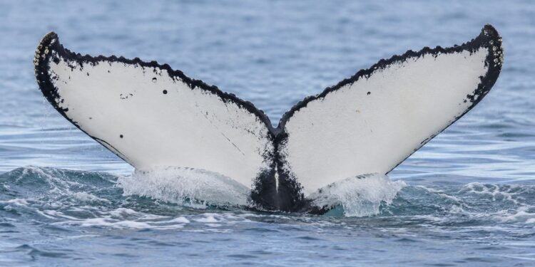 Ballenas rompen récord y aparecen entre Brasil y Australia; científicos buscan respuestas