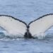 Ballenas rompen récord y aparecen entre Brasil y Australia; científicos buscan respuestas
