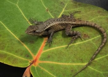 Lagartijas de Yucatán podrían dar pistas sobre cambios en el clima; esto analizan expertos