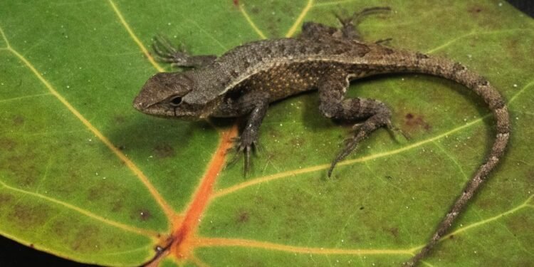Lagartijas de Yucatán podrían dar pistas sobre cambios en el clima; esto analizan expertos