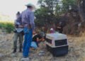 El aullido volvió a Chihuahua: liberan tres lobos mexicanos tras alianza entre México y EU