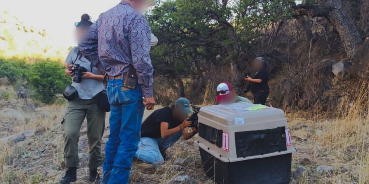 El aullido volvió a Chihuahua: liberan tres lobos mexicanos tras alianza entre México y EU
