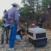 El aullido volvió a Chihuahua: liberan tres lobos mexicanos tras alianza entre México y EU