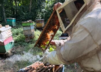 Récord dulce para México; producción de miel supera las 60 mil toneladas