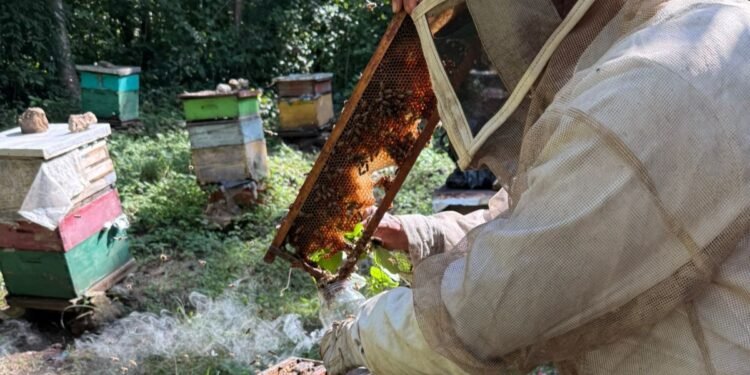 Récord dulce para México; producción de miel supera las 60 mil toneladas