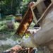 Récord dulce para México; producción de miel supera las 60 mil toneladas
