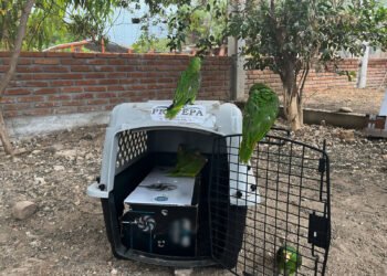 Rescate de 65 aves exhibe la amenaza permanente del tráfico de fauna en México