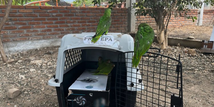 Rescate de 65 aves exhibe la amenaza permanente del tráfico de fauna en México