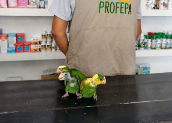 Rescatan tres bebés de loro frente blanca y frenan su venta ilegal