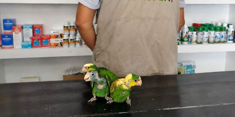 Rescatan tres bebés de loro frente blanca y frenan su venta ilegal