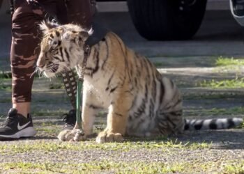 ¿Paseo inesperado? Captan a cachorro de tigre caminando en zona residencial de Zapopan