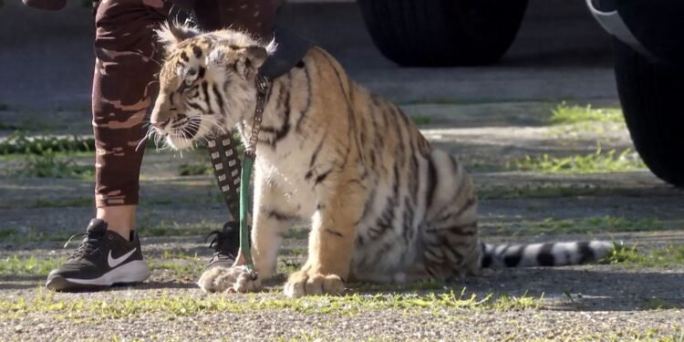 ¿Paseo inesperado? Captan a cachorro de tigre caminando en zona residencial de Zapopan