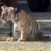¿Paseo inesperado? Captan a cachorro de tigre caminando en zona residencial de Zapopan