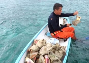 No se puede capturar y vender caracol rosado, anuncian veda hasta noviembre
