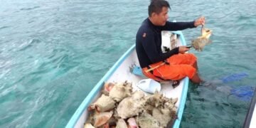 No se puede capturar y vender caracol rosado, anuncian veda hasta noviembre
