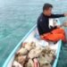 No se puede capturar y vender caracol rosado, anuncian veda hasta noviembre