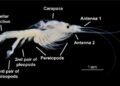 Descubren “mini krill” único en Bacalar y podría revelar qué tan sana está la laguna