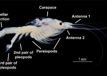 Descubren “mini krill” único en Bacalar y podría revelar qué tan sana está la laguna