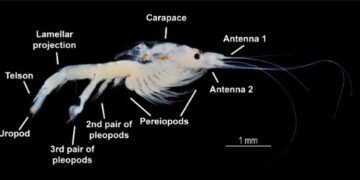 Descubren “mini krill” único en Bacalar y podría revelar qué tan sana está la laguna
