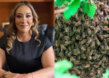 Magistrada muere tras salvar a su hijo de un ataque de abejas en Zacatecas. Esta es su historia
