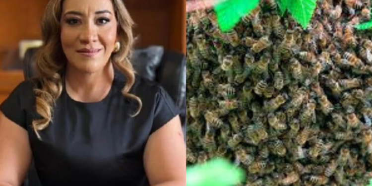 Magistrada muere tras salvar a su hijo de un ataque de abejas en Zacatecas. Esta es su historia