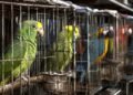 ¡No es normal! El perico que tienes en tu casa no debería estar cautivo. Lanza Profepa campaña