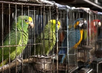 ¡No es normal! El perico que tienes en tu casa no debería estar cautivo. Lanza Profepa campaña