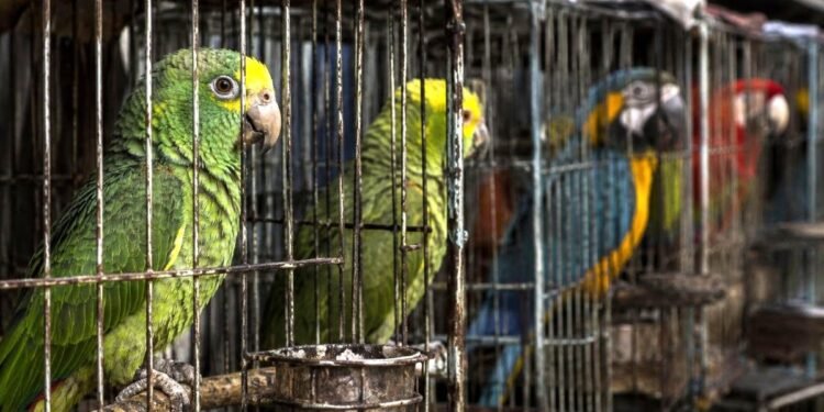 ¡No es normal! El perico que tienes en tu casa no debería estar cautivo. Lanza Profepa campaña