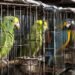 ¡No es normal! El perico que tienes en tu casa no debería estar cautivo. Lanza Profepa campaña