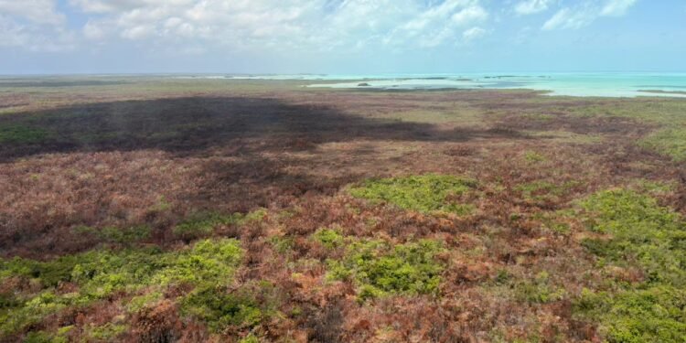 Arde el pulmón del sur: ¿a cuántas hectáreas ha impactado el incendio en el Santuario del Manatí?