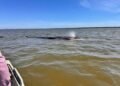 La salvaron contra reloj: así liberaron a una ballena varada en Nayarit tras intensa operación